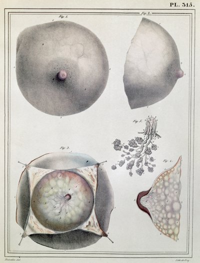 Anatomy of the breast, from 